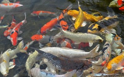 Amenager un bassin a poisson : les essentiels